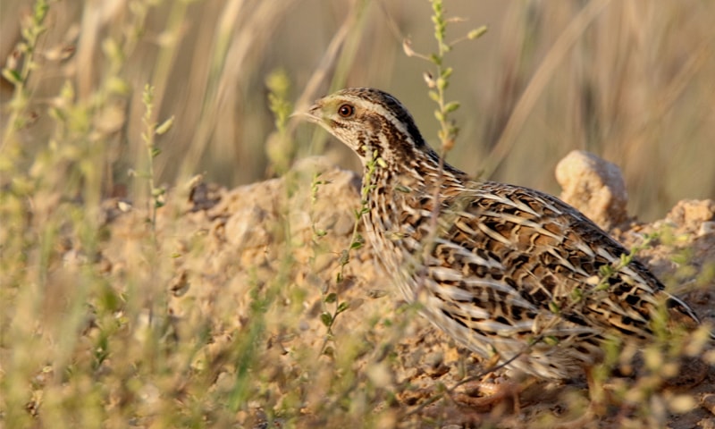 Common quail a winter visitor that faces netting and over-hunting