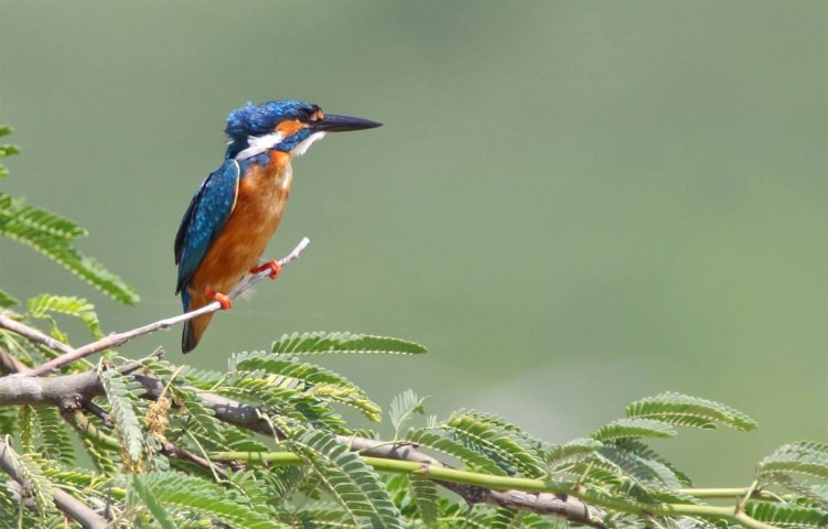 Not-so-common Common kingfisher