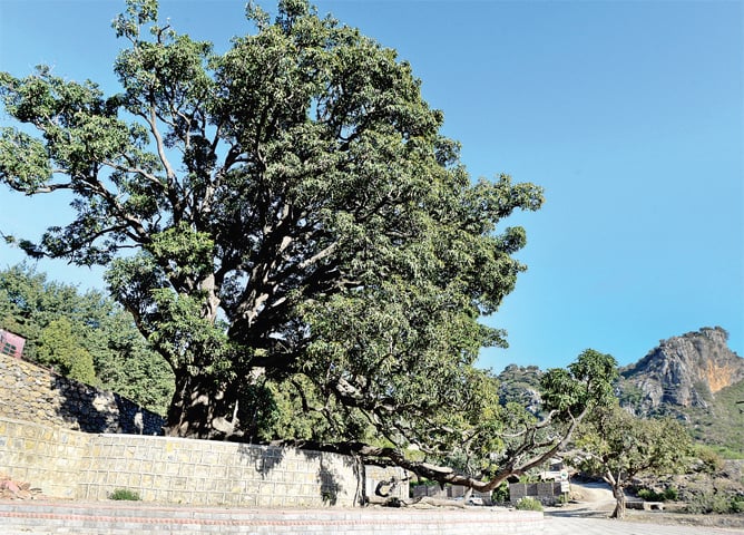 A mango tree, said to be over 400 years old, is believed to have been planted by the Mughal emperor Humayun according to local residents.