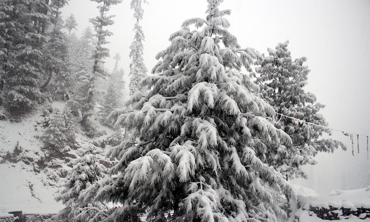 Heavy snow covers a tree in Shangla.— Umar Bacha