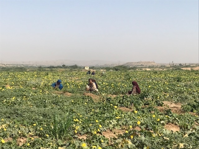 Women picking ripened vegetables. — White Star