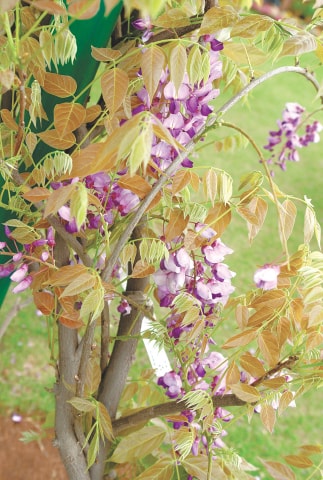 Wisteria sinensis | Photos by the writer