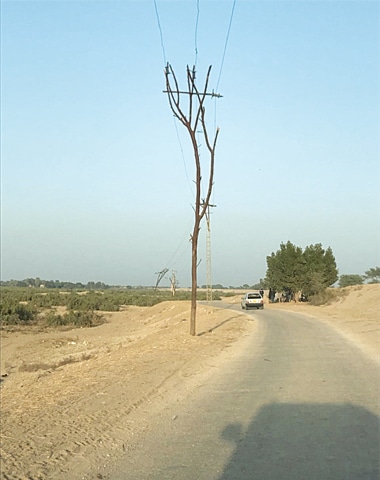 THE trunk of a tree carrying high-tension cables running through the jumpers fixed on its branches. - Photos by writer