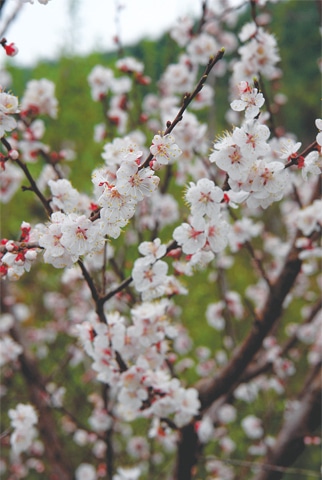 Pretty apricot blossom