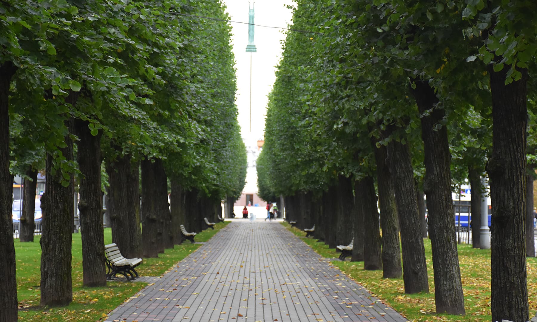 شہر کے عین وسط میں درختوں کی ایک دو رویہ قطار&mdash;تصویر رمضان رفیق