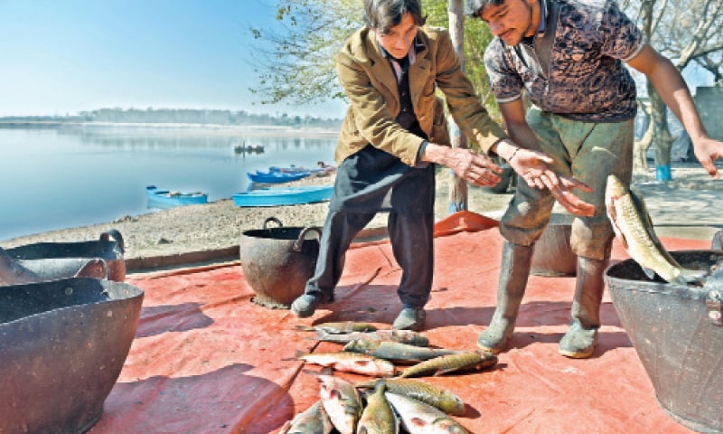 Fish being shifted into a basket.