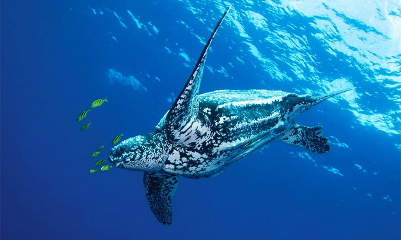 Almost all sea turtle species are endangered and cross border collaboration is needed to stop their further decline. WWF Almost all sea turtle species are endangered and cross border collaboration is needed to stop their further decline. WWF