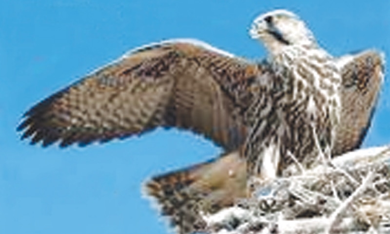 A saker falcon in the wild.