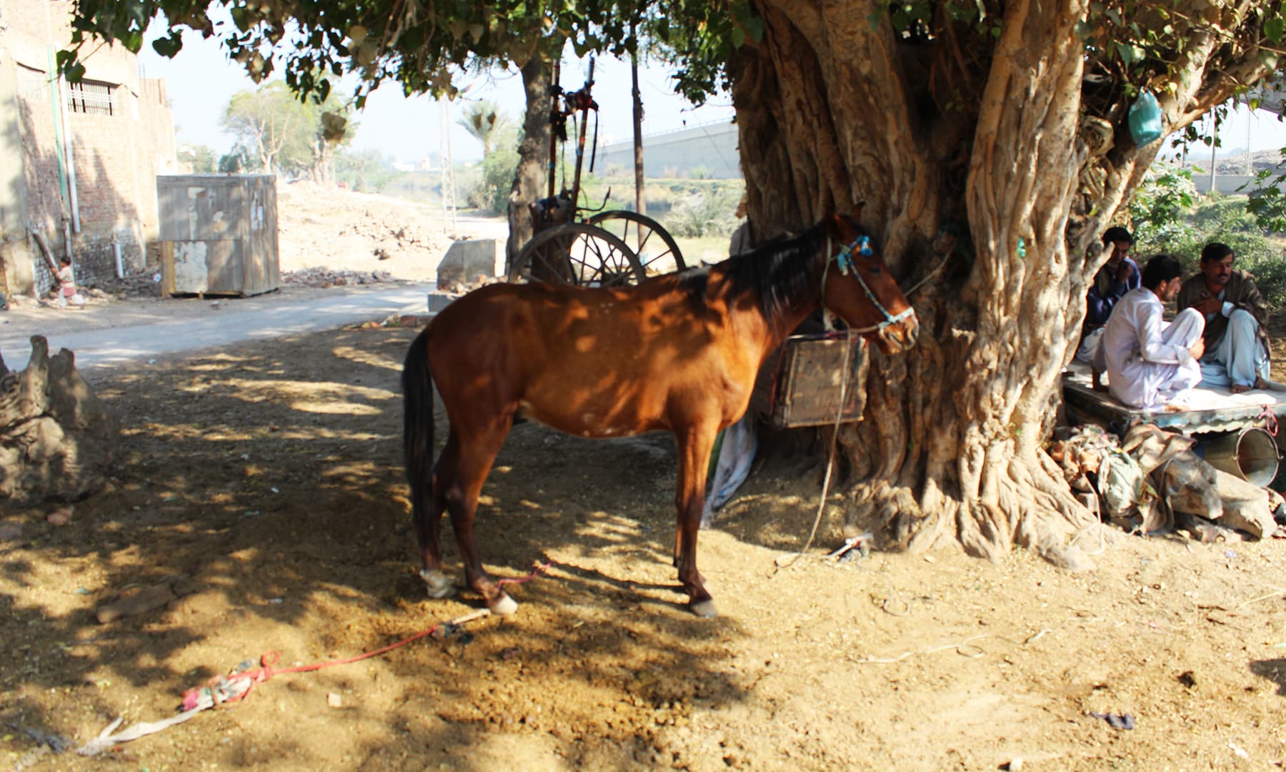 حسین علی یومیہ 550 سے 600 روپے کمالیتے ہیں جبکہ گھوڑی کے چارے پانی کا خرچہ تقریباً 200 روپے تک ہو جاتا ہے۔