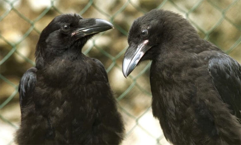 شٹر اسٹاک فوٹو