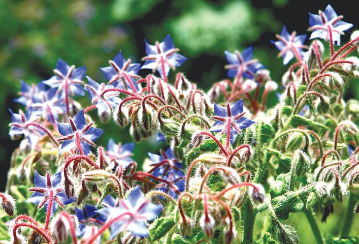 Azure borage