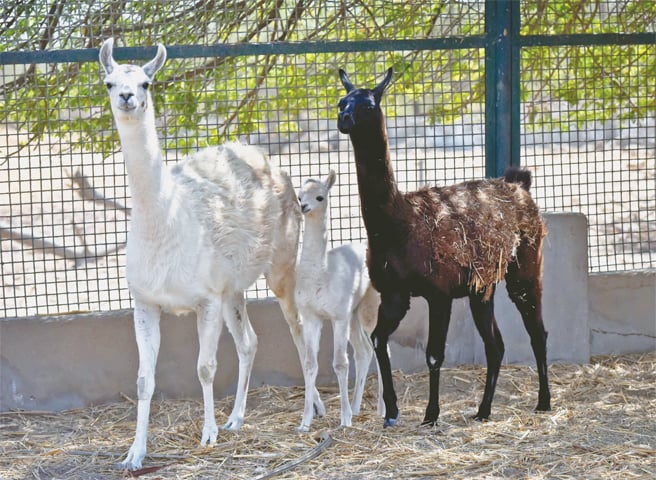 The llama baby with its parents.