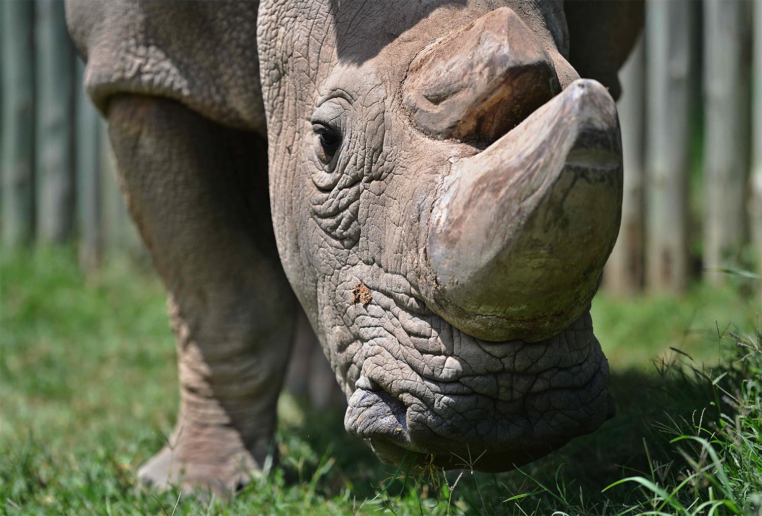 In this file photo taken on December 05, 2016, Sudan grazes in his paddock at the Ol Pejeta conservancy in Laikipia County. ─ AFP