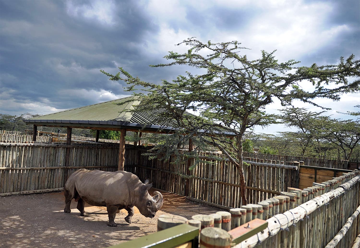 In this file photo taken on December 20, 2009, Sudan explores his pen in the Ol Pejeta reserve near the central Kenyan town of Nanyuki, some 350km north of the capital Nairobi. ─ AFP