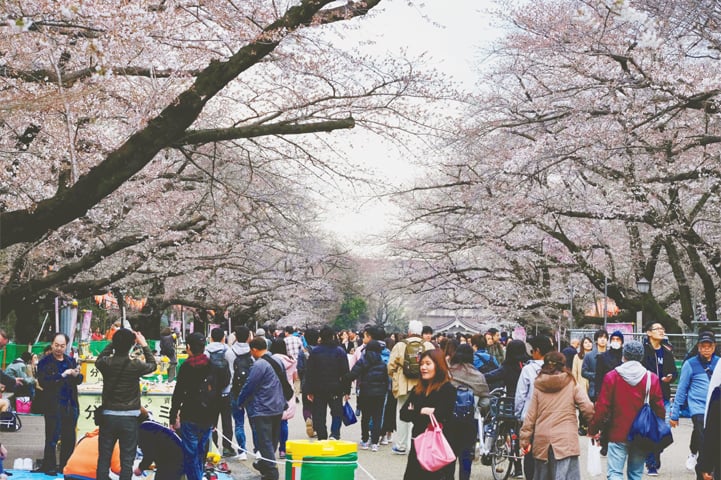 Tokyo: People enjoy a stroll under cherry blossoms in full bloom at Tokyo’s Ueno Park on Thursday.—AFP