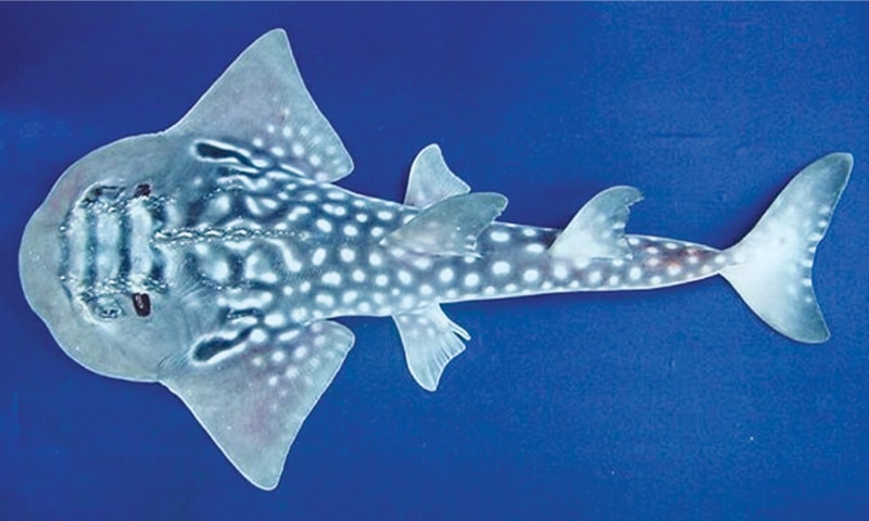 A BOWMOUTH guitarfish, a vulnerable shark species, photographed at Karachi harbour.