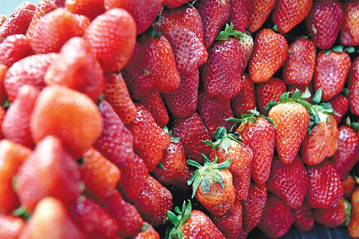 There are no seeds inside the strawberry, they cover its outer surface and are very much edible. - Photos by Fahim Siddiqi / White Star