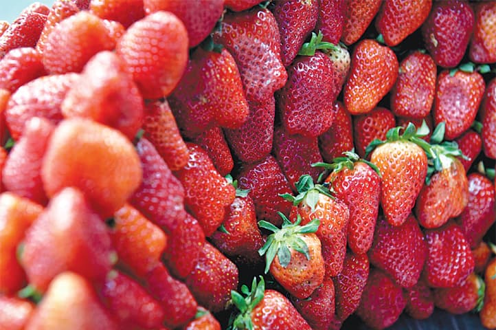 There are no seeds inside the strawberry, they cover its outer surface and are very much edible. - Photos by Fahim Siddiqi / White Star