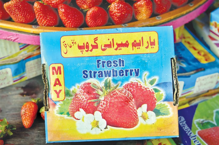 Strawberries in Sindh are mostly grown in Pano Akil, a tehsil of Sukkur district, as the box also mentions.