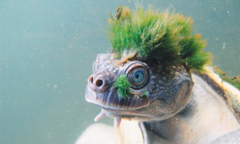A HANDOUT picture released by the Zoological Society of London on Thursday shows the Australian Mary River turtle, a native of Queensland state.&mdash;AFP