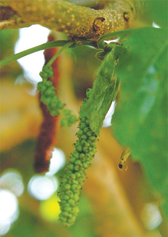 White mulberries