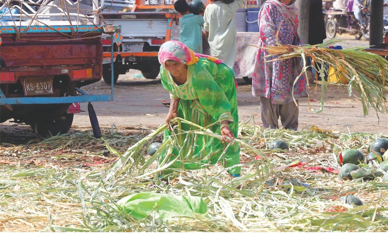 UNAWARE of what International Labour Day signifies, these women labourers are busy in work at 
New Sabzi Mandi on Tuesday.—Online