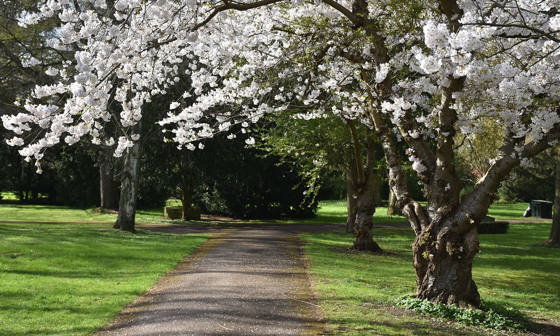 یہ قبرستان کسی چمن زار سے کم نہیں&mdash;تصویر رمضان رفیق