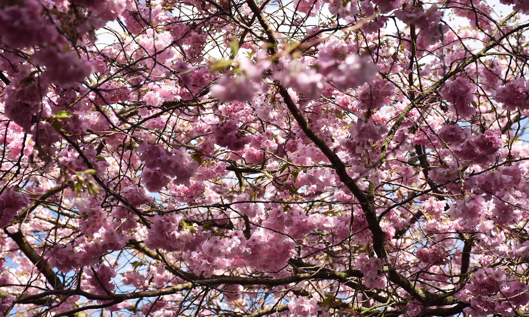 گلابی پھولوں کا گلابی رنگ ہلکا ہلکا مدہم ہوگیا تھا، لیکن کہیں کہیں تازہ پھولوں میں رنگ کی تیزی کو محسوس کیا جاسکتا تھا&mdash;تصویر رمضان رفیق