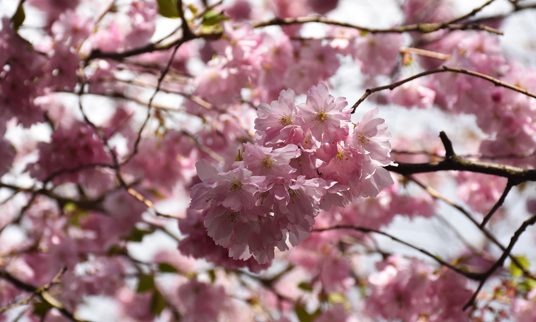 قبرستان میں بہار کی آمد کے رنگ&mdash;تصویر رمضان رفیق