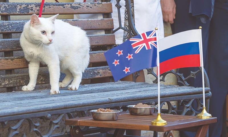 Achilles the Cat, the 2018 Fifa World Cup soothsayer