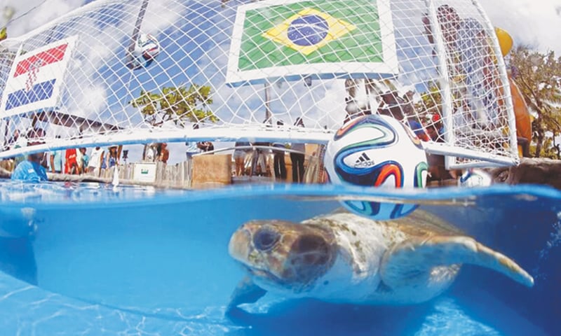 Big Head, the patriotic turtle who chose his country Brazil as the winner of the 2014 Fifa World Cup opener