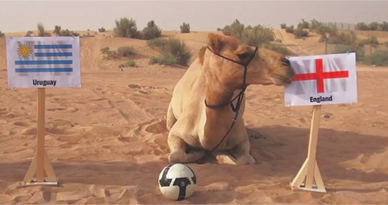Shaheen the Camel predicts the outcome of one of the 2014 Fifa World Cup matches
