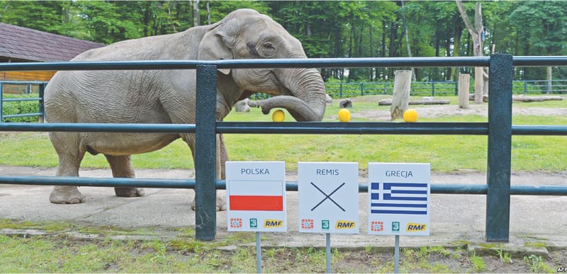 Citta the Elephant goes for the right melon