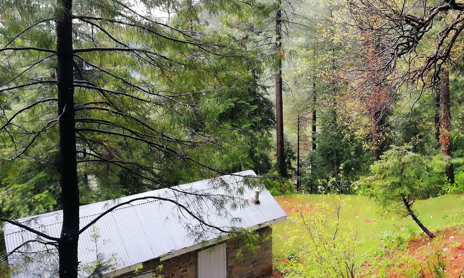 سبزہ اوڑھے مشکپوری ٹاپ اور پائن کے درخت&mdash;تصویر عائشہ علی