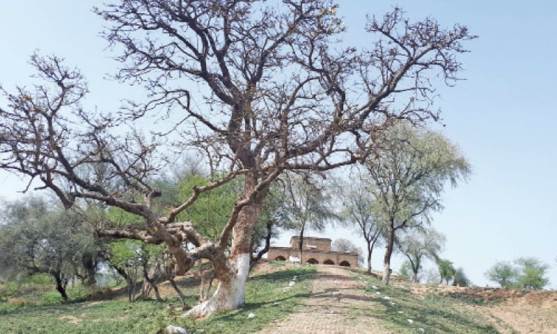 An old flame of the forest tree &ndash; also known as chachra &ndash; by the entrance. &mdash; Photos by the writer