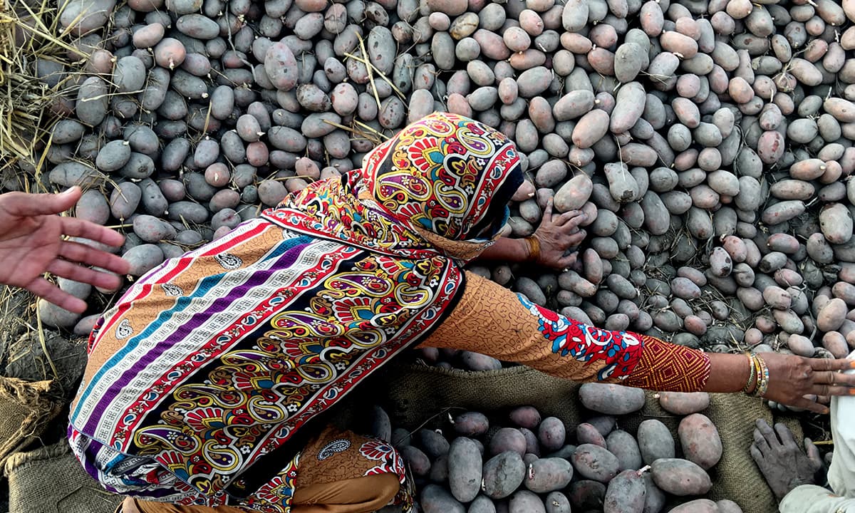 Aqsan Mehboob’s mother separates rotten potatoes in Okara district in April this year | Subuk Hasnain