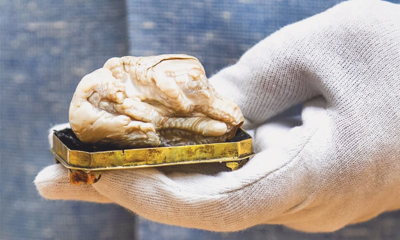 THE HAGUE: The &ldquo;Sleeping Lion Pearl&rdquo; during a viewing day at the Pulchri Studio on Friday.&mdash;AFP