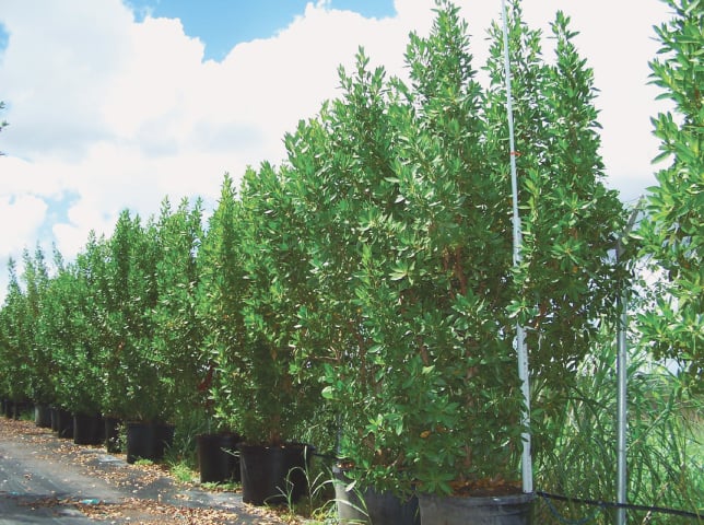 Conocarpus trees