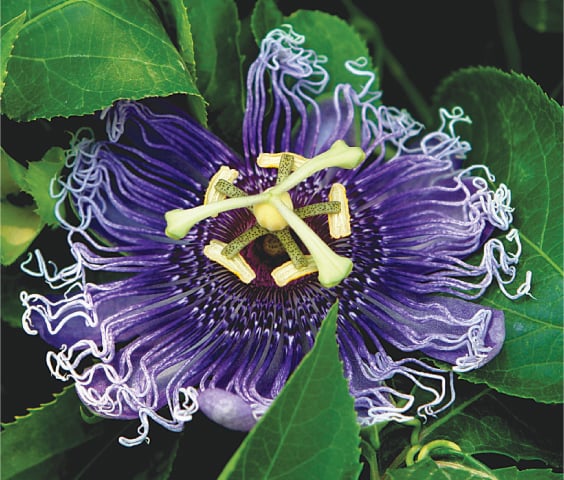 Passion flower