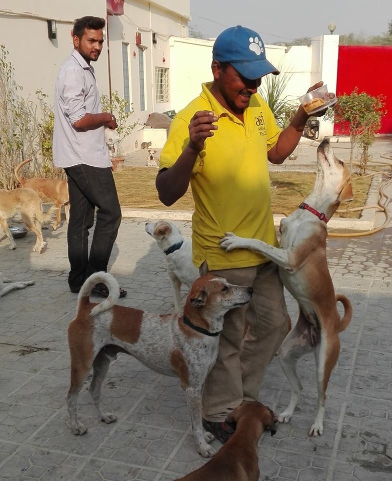 All the abandoned street dogs have found a home at the ACF shelter.