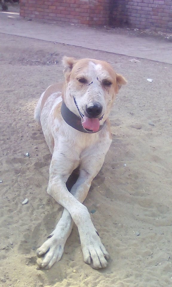 Kankutta posing at the Ayesha Chundrigar Foundation (ACF) sanctuary
