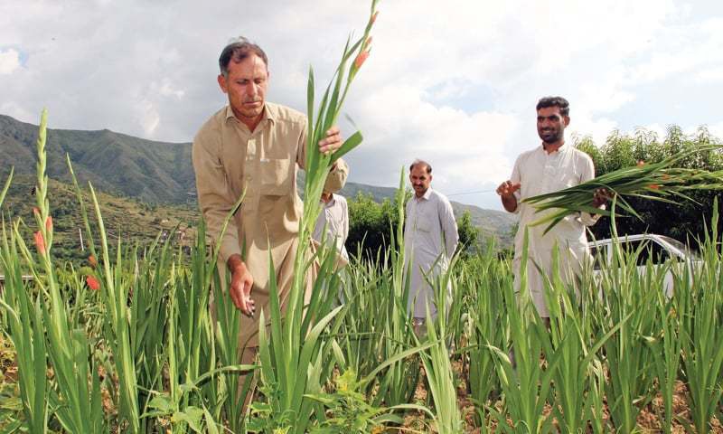 In this file photo, a farmer tends to his gladiolus flower crop in Swat. In this file photo, a farmer tends to his gladiolus flower crop in Swat.