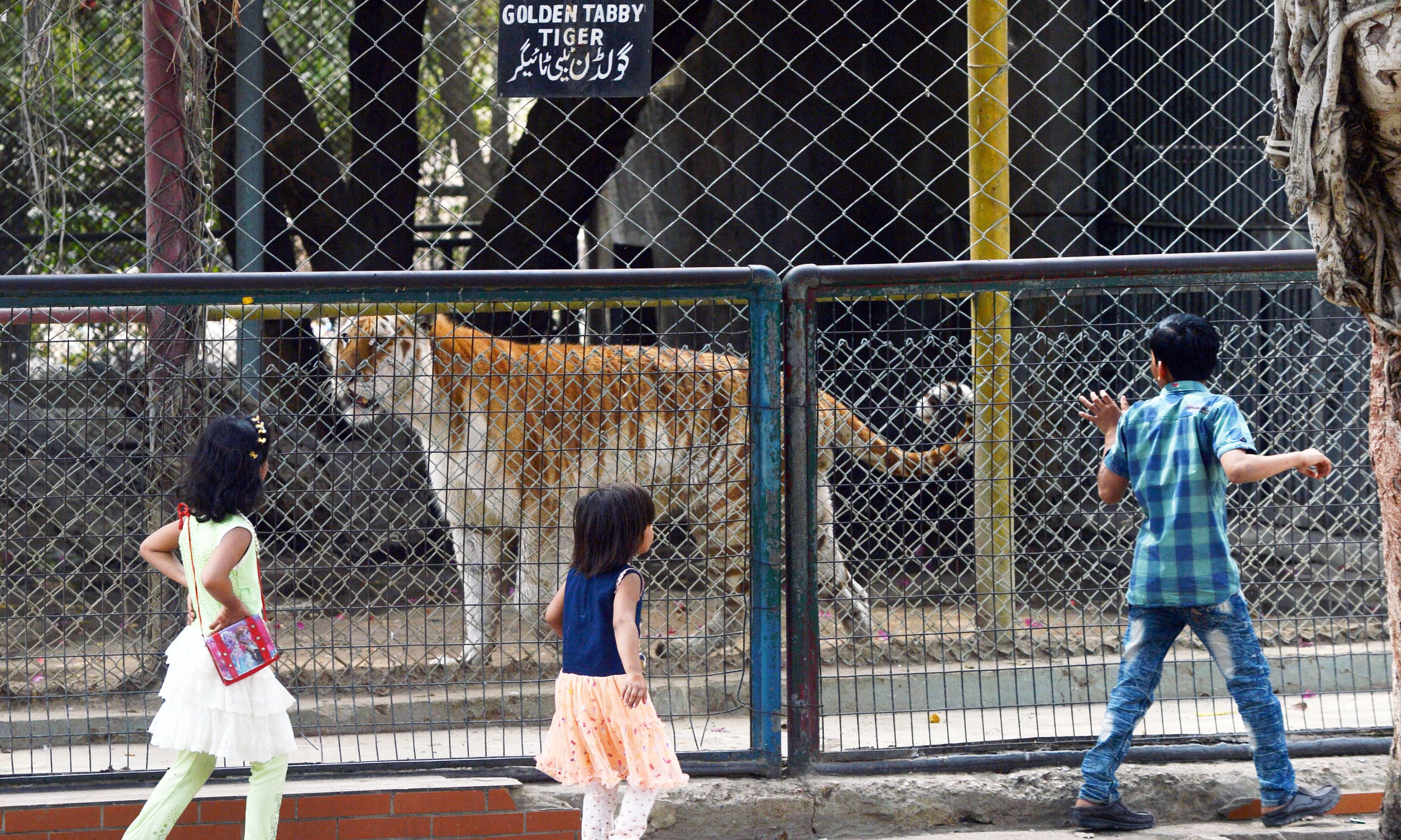 Children look at a tiger in a cage at the Karachi Zoological Garden. —AFP