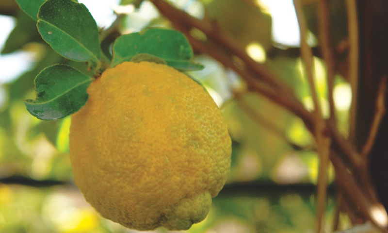 Desi lemon | Photos by the writer