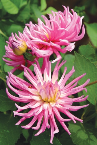 Dahlias