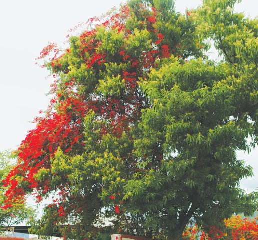 Bougainvillea on a mango tree