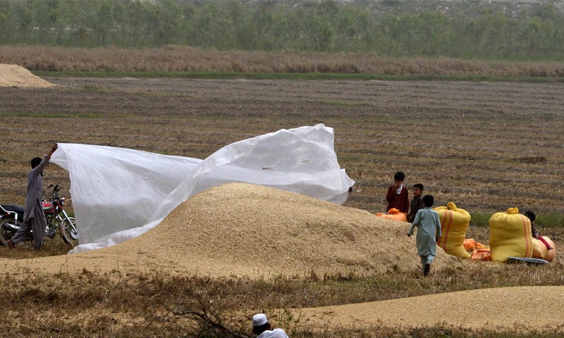 A farmer covers chaff with a plastic sheet to protect it from rain on the outskirts of Peshawar | Shahbaz Butt/White Star