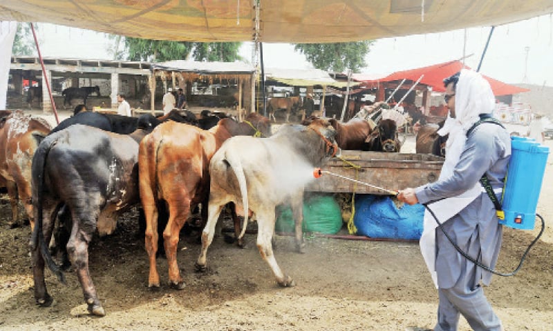 A livestock worker conducts anti-tick spray at a cattle market on Ring Road, Peshawar. — White Star A livestock worker conducts anti-tick spray at a cattle market on Ring Road, Peshawar. — White Star