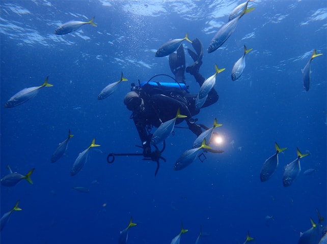 M. Iqbal making his descent and surrounded by quite a few baby yellow-tailed barracuda
