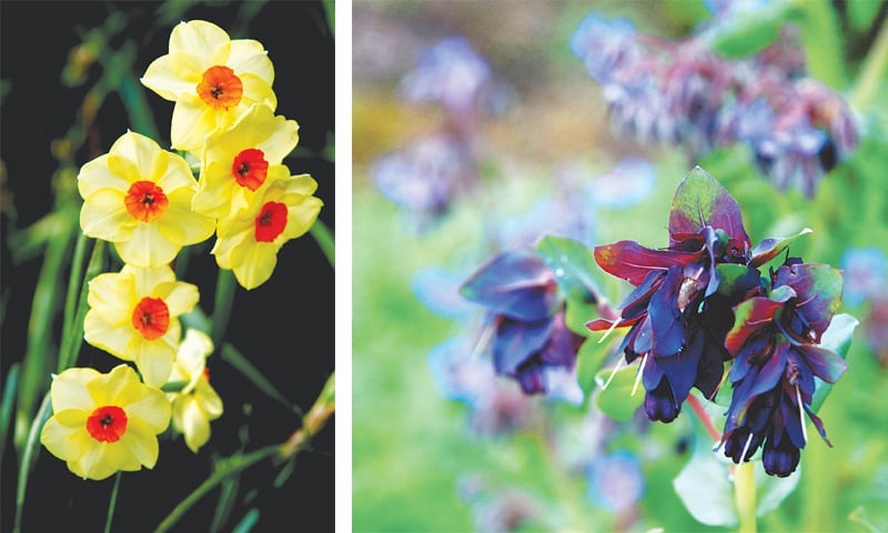 Nargis & Honeywort